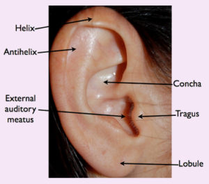 Normal Ear Anatomy